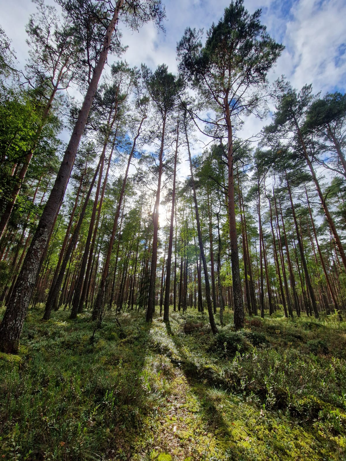 Õppeprogramm ilusas Männikjärve metsas ja rabas